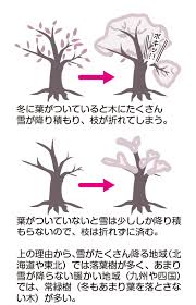 冬に葉っぱがない木が生きられるのはなぜ コカネット