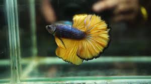 A mustard gas betta is a betta with either a green or blue body with yellow or. Live Betta Fish Male Dark Blue Mustard Gas Black Rims Rose Tail Halfmoon Hm 1758 Youtube