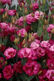 Image result for eustoma flamenco