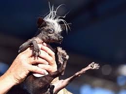 Are inițiativă și se implică în toate treburile gospodăriei. Concursul Cel Mai Urat Caine Din Lume Si A Desemnat CastigÄtorul Galerie Foto Europa Fm