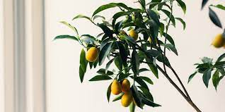 So you want to grow fruit trees in new york but aren't sure what will grow well. 9 Best Low Light Indoor Fruit Trees To Grow At Home