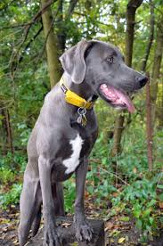 Pin On Georgian Bay Sporting Dogs