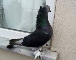 Blt Blt Adli Kullanicinin Guvercin Pidgeon Panosundaki Pin Evcil Hayvanlar Hayvanlar Kus