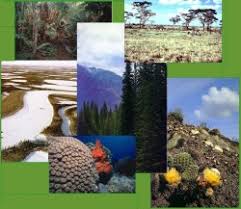En el agua dulce hay trituradores como el plecóptero, que se alimenta de la materia orgánica. Que Es Un Ecosistema Ecosistemas