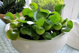 Can you make an indoor water garden in a vase? My Indoor Water Garden Crafts A La Mode