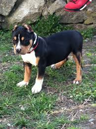 American Bully Dog Black Colour Pin By Mike Machado On My Bullies Bully Breeds Pocket Bully Responsible Pet Owner