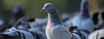 Over 60 bird species are known to damage horticultural crops. Bird Pest Control Services London Salisbury Uk