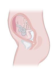 En la semana 22 de embarazo ya se sienten mas los movimientos del bebe. Semana 25 De Embarazo Inatal El Embarazo Semana A Semana