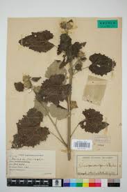 Image result for Hibiscus panduriformis