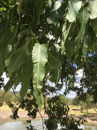 Image result for Eucalyptus torelliana