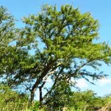 Image result for Acacia exuvialis