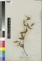 Image result for Spermacoce ruelliae