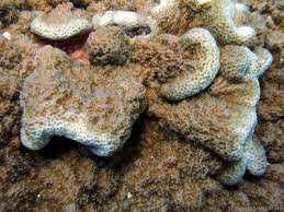 Image result for Subularia monticola