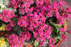 Jan 10, 2019 · pink flowers are among the most commonly seen in any garden﻿—and for good reason! Kalanchoe Blossfeldiana Pink Ornamental Potted Plant With Succulent Opposite Leaves And Small Pink Flowers In Terminal Branched Panicles Stock Photo Picture And Royalty Free Image Image 50171038