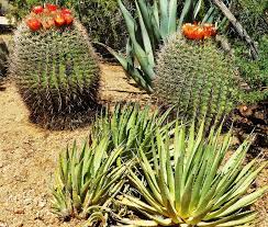 Ground squirrels and other desert rodents are very fond of the fruit. Plantfiles Pictures Ferocactus Species Arizona Barrel Cactus Candy Barrel Fishhook Barrel Southwestern Barrel Ferocactus Wislizeni By Kell