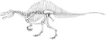 Scroll down the page to see all of our printable dinosaur pictures. How To Draw A Dinosaur Skeleton