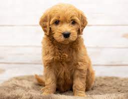 Goldendoodle Puppies Online Shopping