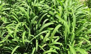 Image result for Echinochloa brevipedicellata