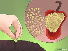 Here you may to know how to sprout jalapeno seeds. How To Grow Bell Peppers With Pictures Wikihow