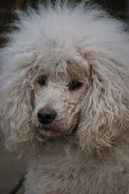 French Poodle Having A Bad Hair Day Poodle Dog Cute Dog Pictures Pet Dogs
