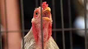 Something To Crow About A State Fair Contest Lets Roosters Get Cocky Twin Cities Put him in the dark and he'll never crow.