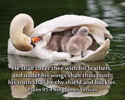 Psalm 91:4 - The Fellowship Site