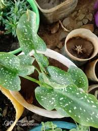 Image result for Siphonochilus longitubus