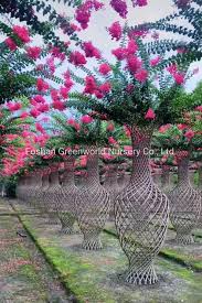 Image result for Lagerstroemia