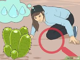 Deserts are dry, arid areas that receive very little rain. 3 Ways To Survive On A Desert Island Wikihow
