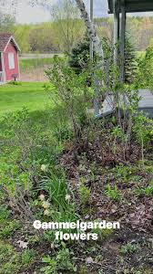 Many thanks to Mary Pries-Morrison for creating video of the beautiful  flowers and grounds at Gammelgården Museum of Scandia. Looking forward to  seeing the colorful flowers again in a few months!
