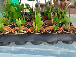 Image result for Phyllanthus caespitosus