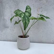 Image result for Cercestis