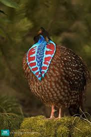 Bird With Orange Beak And Black And White Feathers Tenminck S Tragopan Pheasant Beautiful Birds Colorful Animals Pet Birds