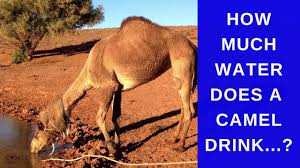 Even though there's no universally applied timetable for every single cat out there on average cats can go without food for anywhere between a week and two weeks, but that heavily depends on the amount of water they're drinking and their overall health. How Much Water Does A Camel Drink Youtube