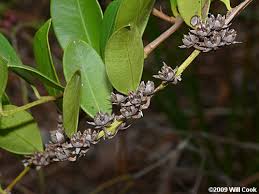 Image result for Rawsonia lucida