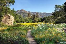 Image result for garden meadow