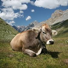 Cow Meaning In Bengali Shabdkosh
