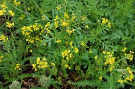 Image result for Rorippa nudiuscula