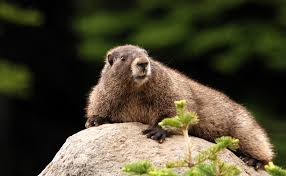 Shop official marmot gear now. La Marmotte Mammifere Commun De Nos Montagnes A Observer L Ete