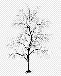 Learn about the species of u.s. Tree Drawing Branch Watercolor Tree Leaf Monochrome Plant Stem Png Pngwing