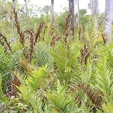 Image result for Acrostichum