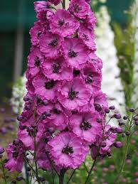 Image result for Delphinium