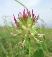 Image result for Trifolium spumosum