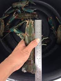 Makanan udang kara air tawar. Ternakan Lobster Air Tawar Di Rumah Mampu Jana Pendapatan M Niaga