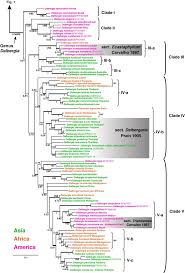 Image result for Dalbergia bracteolata