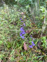 Image result for Lobelia molleri
