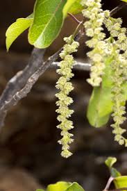 Image result for Homalium