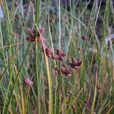 Image result for Bolboschoenus