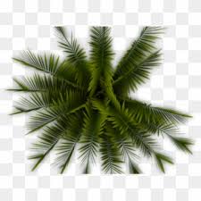 tree top view png transparent for free download pngfind tree top view png transparent for free