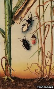 Soil nematodes can only be accurately confirmed through laboratory tests. Chinch Bug Control Walter Reeves The Georgia Gardener